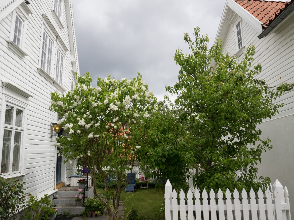 To hvite trehus som står tett, med blomstrende syrin og grønt løvverk mellom hagene, brukt som illustrasjon i artikkel om høyde på tre mot nabo.
